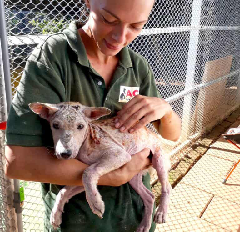 Animal Care Trust Home